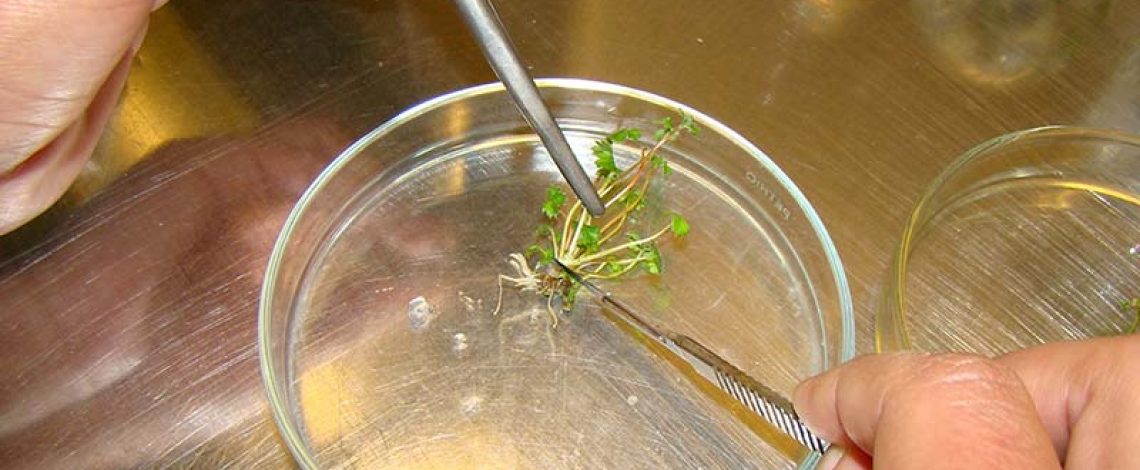 Nueva Zelanda definirá postura frente a los organismos genéticamente modificados