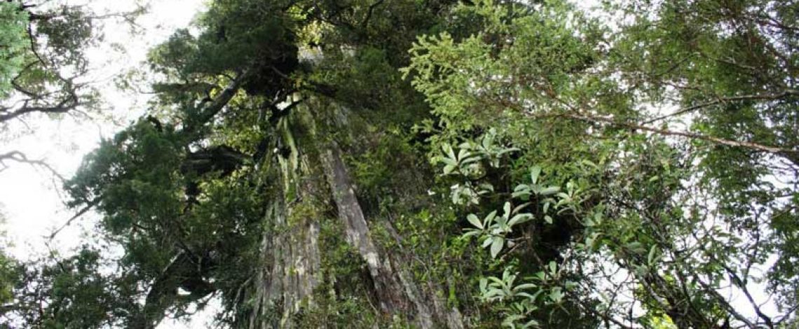 Gobierno alemán apoya manejo sustentable del bosque nativo chileno