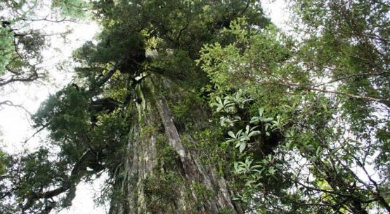 Gobierno alemán apoya manejo sustentable del bosque nativo chileno