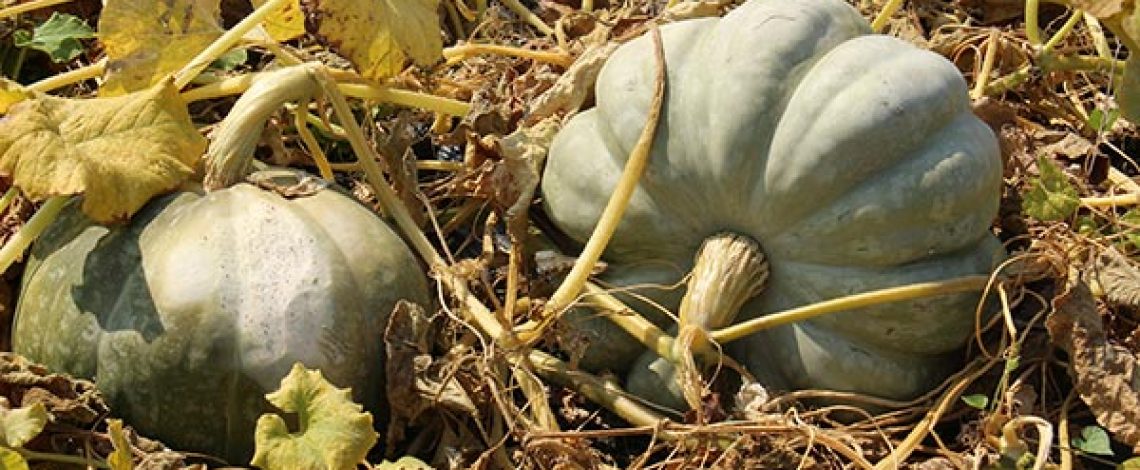 Zapallo camote  de guarda se mantiene a precios altos en el mercado