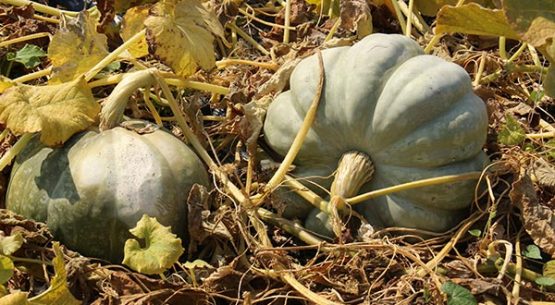 Zapallo camote  de guarda se mantiene a precios altos en el mercado