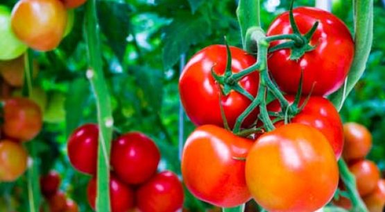 Situación del tomate para consumo fresco