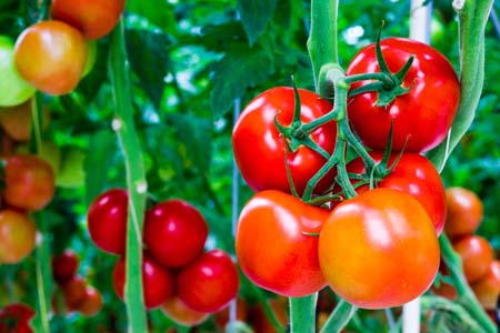 Foto de tomates en su planta