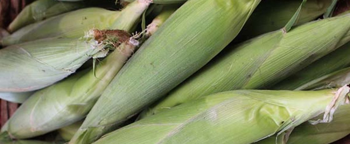 Fuerte aumento de la oferta de choclos en los mercados mayoristas de Santiago