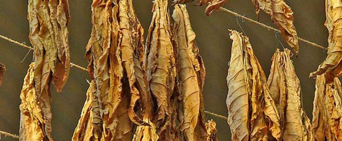 El mercado del tabaco