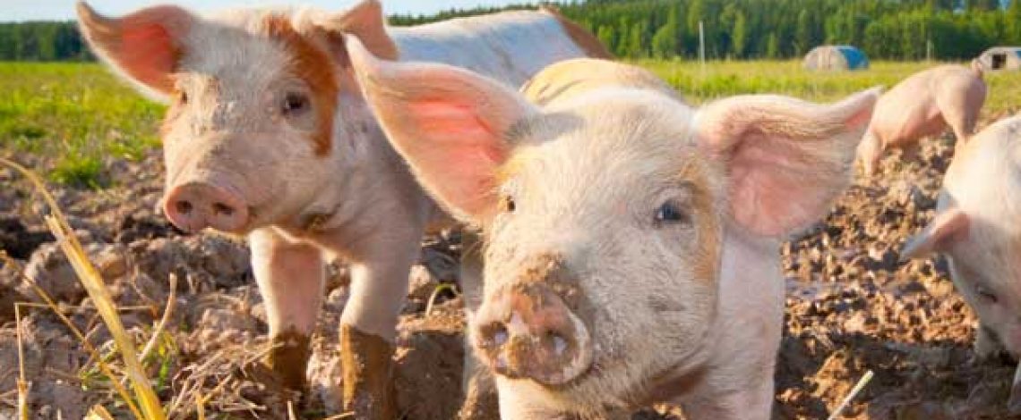 Producción de carne de cerdo