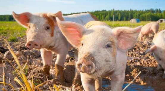 Producción de carne: situación actual y perspectivas para 2003