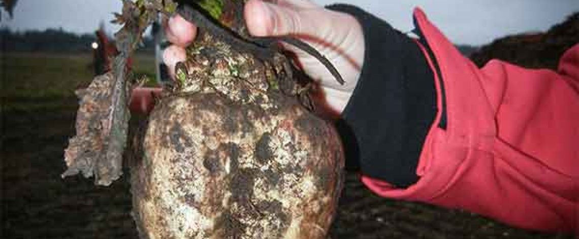 Modificación al sistema de bandas de precios