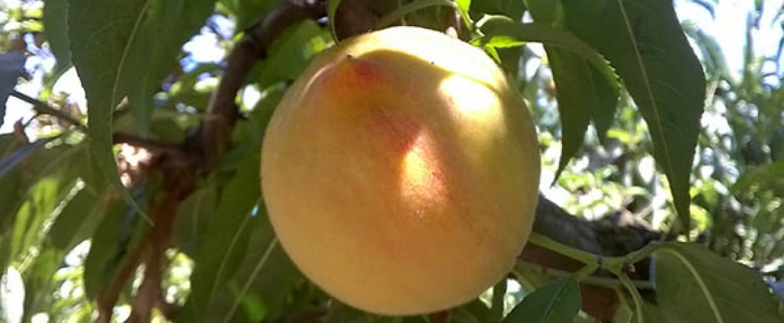 Mercado de duraznos y nectarines