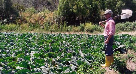 Consultorías / Asesorías: Desarrollo de un sistema de información de costos para los pequeños productores hortofrutícolas