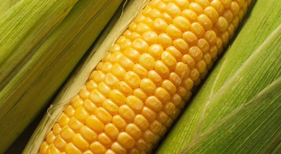 La proyección de julio para 2020/21 es de una menor producción de maíz en Brasil y Paraguay