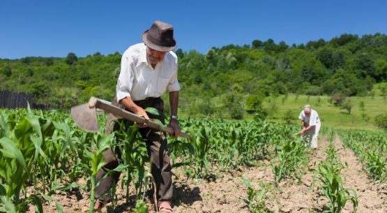 Agricultura Indígena Chilena: información social y productiva de la agricultura según etnia (2011).