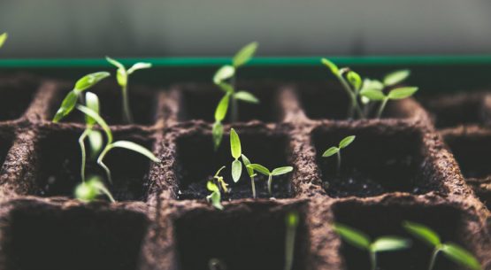 Viveros frutales: una industria desafiante