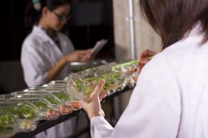 two scientists working in lab about growing plant.