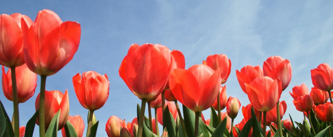 Estudio de evaluación del potencial del mercado interno de flores