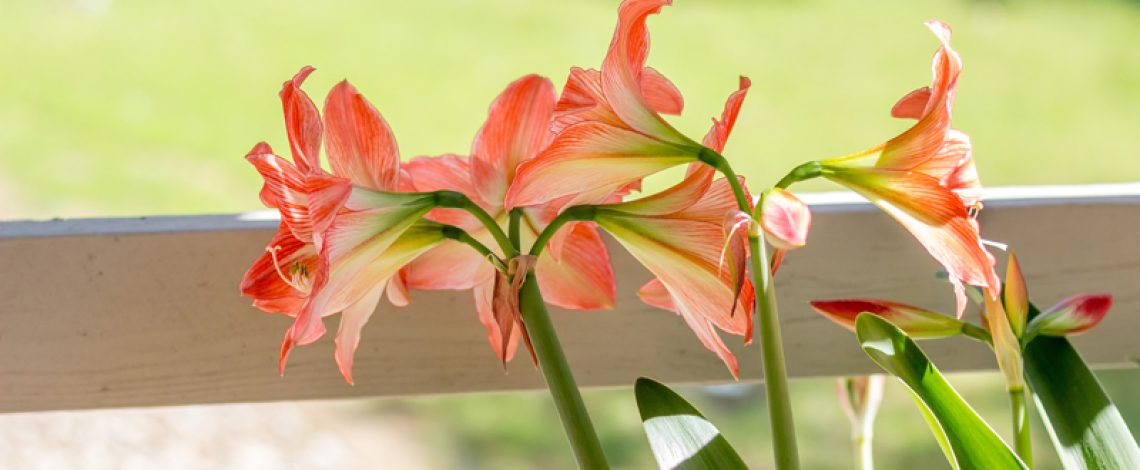 Semilleros, bulbos y viveros