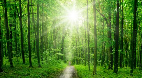 Estudio: Antecedentes para la elaboración de la normativa técnica del Bosque Nativo sobre protección de suelos, aguas y humedales