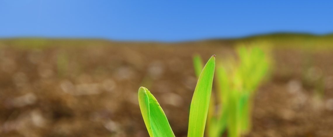 Estudio: Precios de mercado de insumos y servicios agrícolas para el programa SIRSD-S
