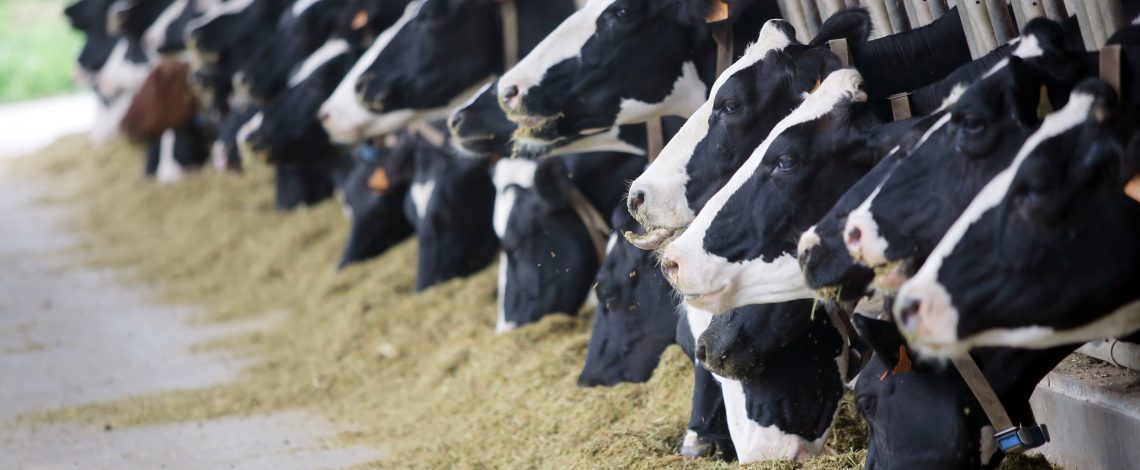 Estudio para la evaluación socioeconómica y ambiental de tres prototipos de biodigestores en predios de pequeños productores lechereros