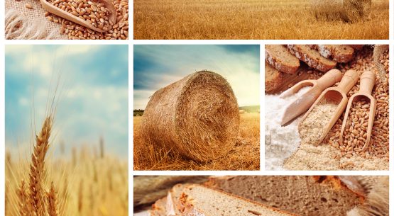 Estudio: Propuesta de instrumentos de política pública para la producción cerealera