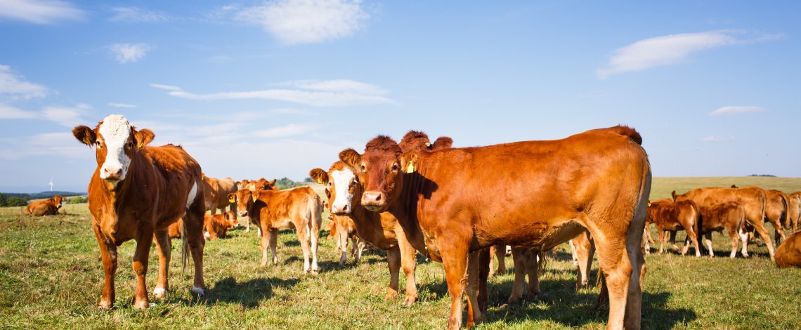 Estudio: Caracterización de la demanda de carne bovina y evaluación de bienes sustitutos