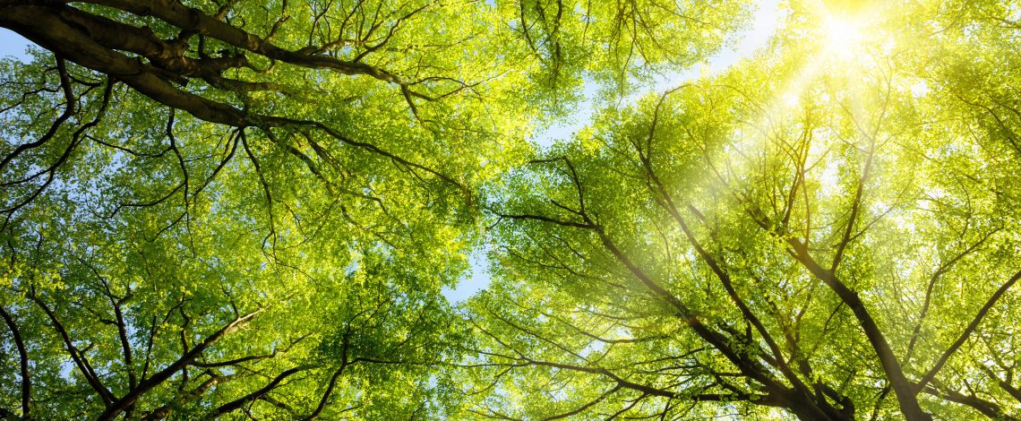 Estudio: Potencial de mitigación del cambio climático asociado a la Ley sobre recuperación del bosque nativo y fomento forestal