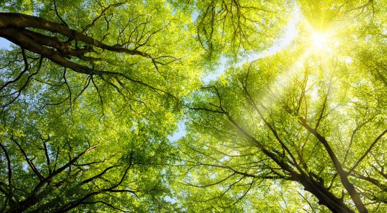 Estudio: Potencial de mitigación del cambio climático asociado a la Ley sobre recuperación del bosque nativo y fomento forestal