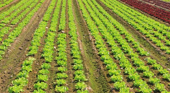 Estudio: Desarrollo itinerario técnico para las prácticas utilizadas en Sistema de Incentivos para la Sustentabilidad Agroambiental de los Suelos Agropecuarios