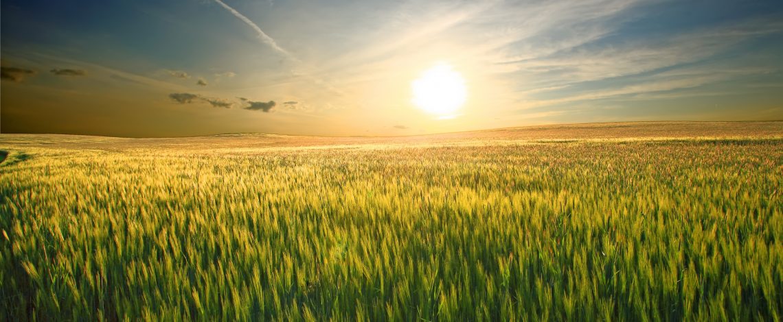 Estudio: Sistematización de las políticas y estrategias de adaptación nacional e internacional al cambio climático del sector silvoagropecuario y de los recursos hídricos y edáficos