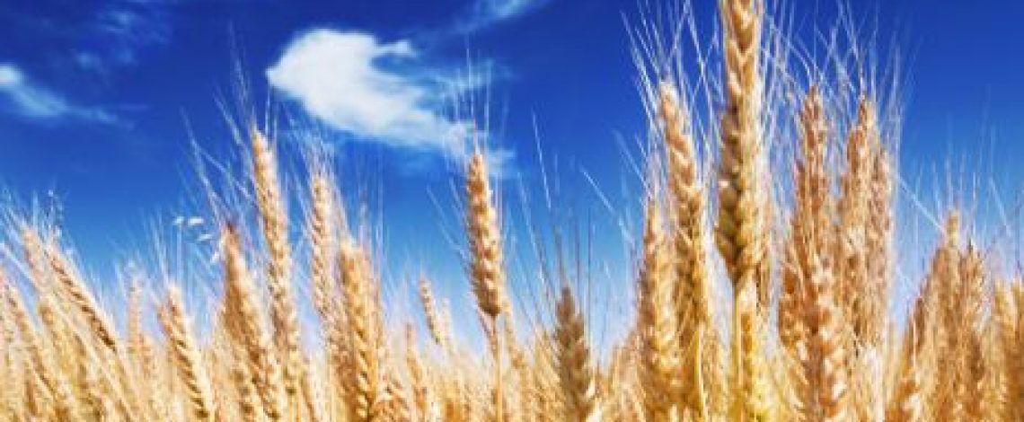 Precios futuros y fob golfo de trigo y maíz disponibles en Odepa