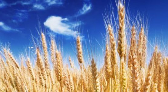 Precios futuros y fob golfo de trigo y maíz disponibles en Odepa