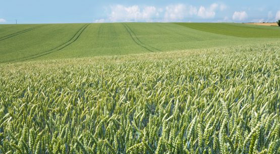 Junta Interamericana de Agricultura reeligió al Director General del IICA