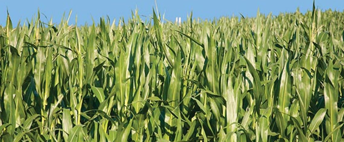 Fichas de costo del maíz