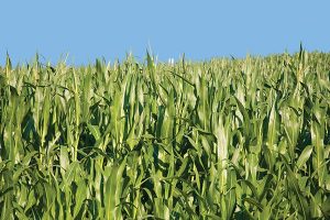 campo con maíz