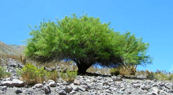 Programa de Promoción y Uso Sustentable de los Recursos Genéticos Forestales