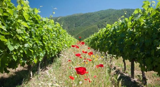 Boletín trimestral de precios agropecuarios observados en la Región del Maule- enero de 2014