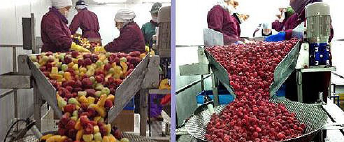 Estudio: nuevos procesos industriales para ampliar las alternativas de uso de los berries en Chile