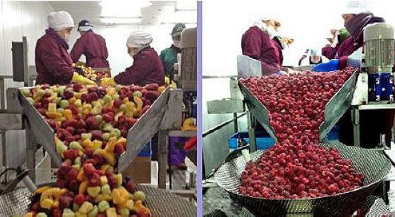 Estudio: nuevos procesos industriales para ampliar las alternativas de uso de los berries en Chile