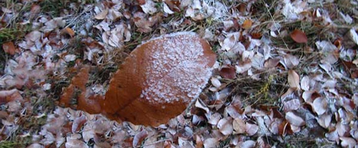 Estudio: Efecto heladas de septiembre en frutales y hortalizas entre la Región de Coquimbo y la del Maule