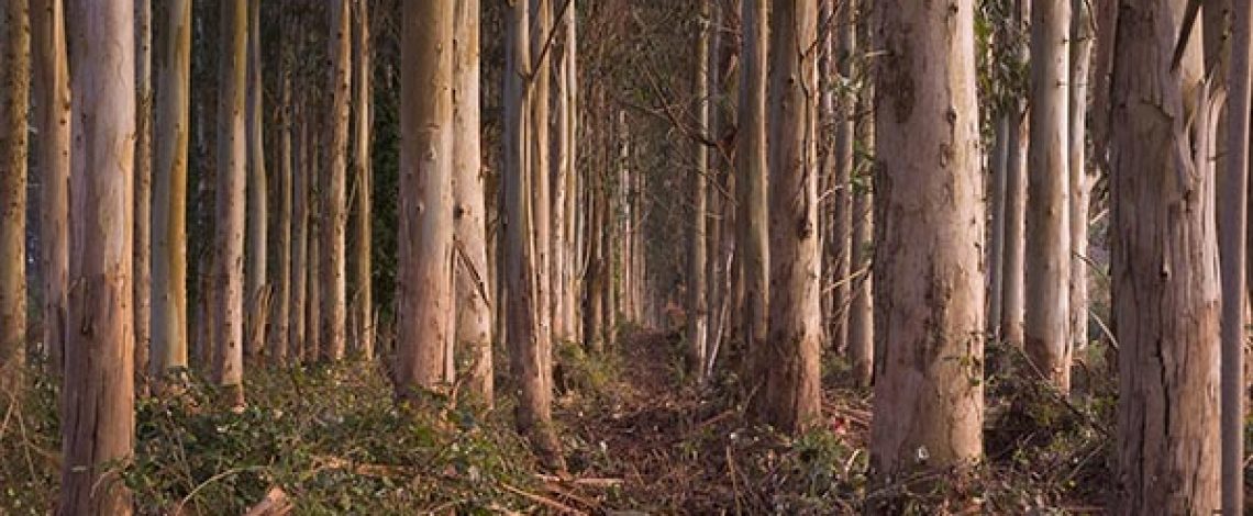 Productos forestales primarios: Comercio y dinámica