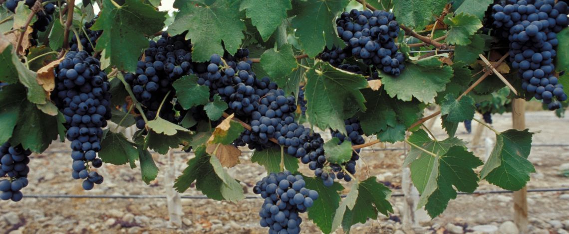 Los precios de uva vinífera de la vendimia 2025 comenzaron a publicarse en el sitio web de Odepa