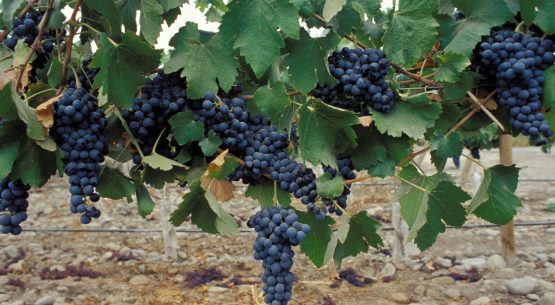 Los precios de uva vinífera de la vendimia 2025 comenzaron a publicarse en el sitio web de Odepa