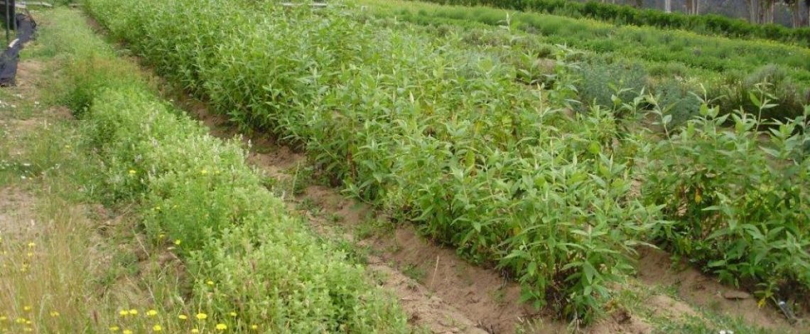 Agricultura orgánica: temporada 2011-2012