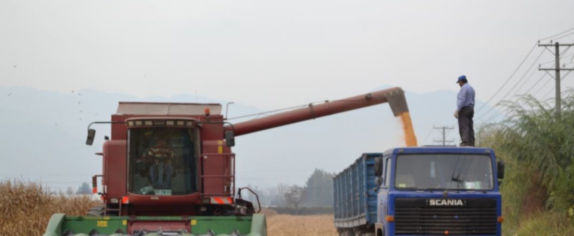 Inicio de compra de maíz