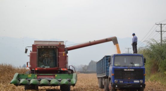 El mercado del maíz