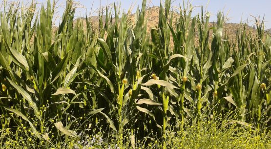 Ministerio de Agricultura anuncia publicación en Diario Oficial de reglamento que regula la comercialización del maíz