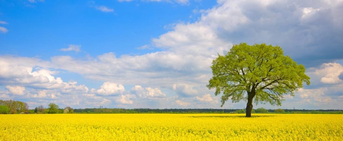 Temporada agrícola de raps canola