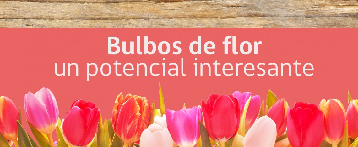 Bulbos de flor: un potencial interesante