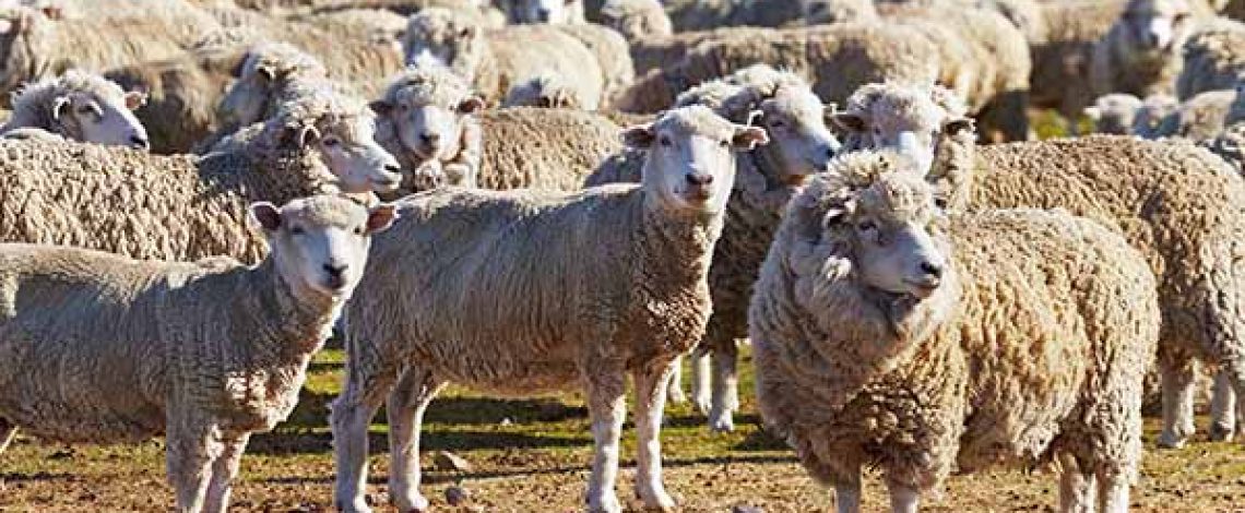 Estudio: Mercado de la carne y lana ovina en Chile