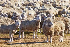 Fotografía de ovejas en una pradera
